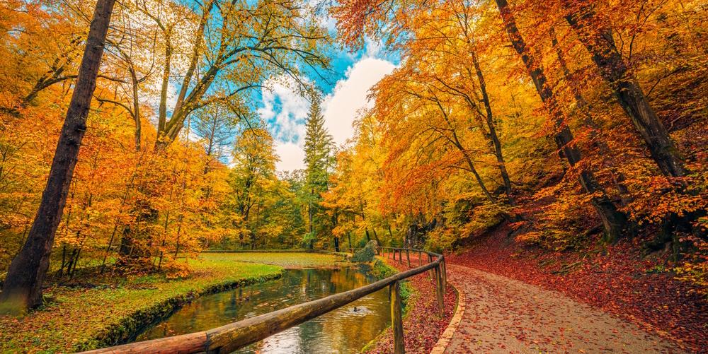 autumn fall leaves tress path creek 2