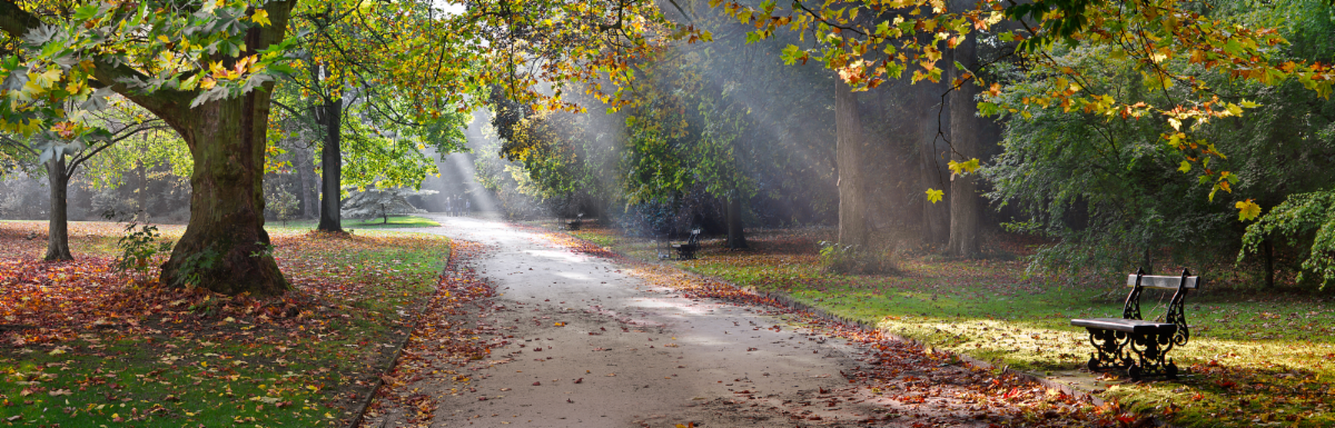 Tree-lined park path representing recovery and progress