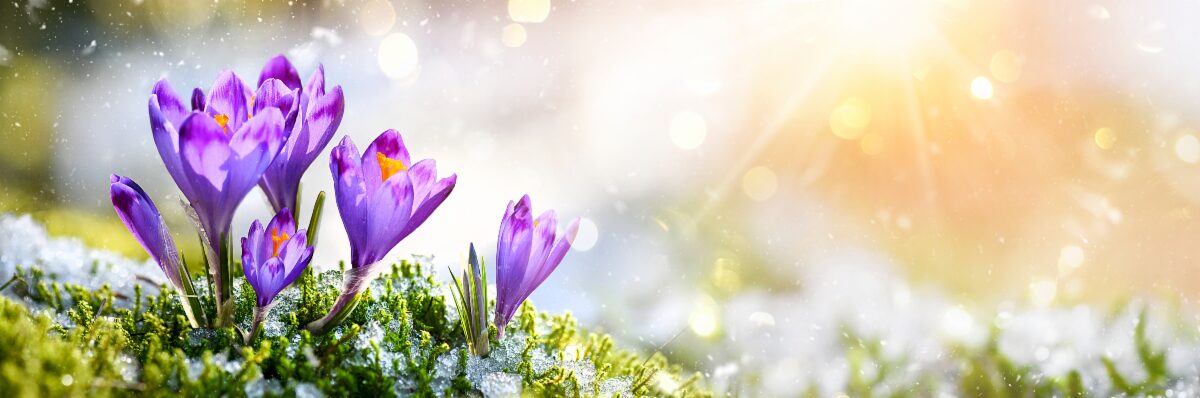 purple-spring-flowers-dew-sun-rays